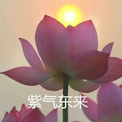 勇者斗恶龙之宝石正版下载